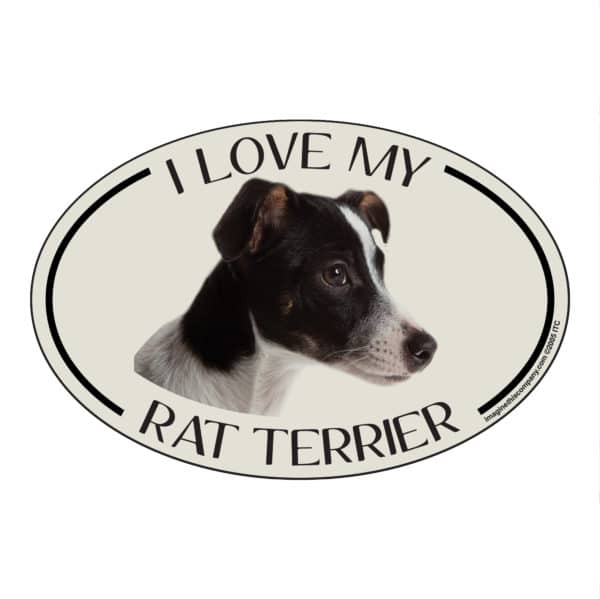 I Love my Rat Terrier Breed Oval Magnet