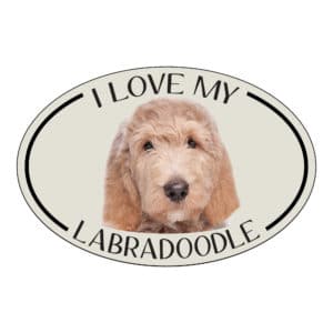 I Love my Labradoodle Breed Oval Magnet