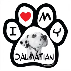 Dalmation Photo Paw Magnet